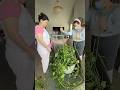 #moneyplant #untangled #timelapse