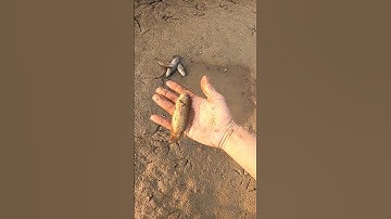 Giải cứu chú Cá Rô đồng mắc cạn