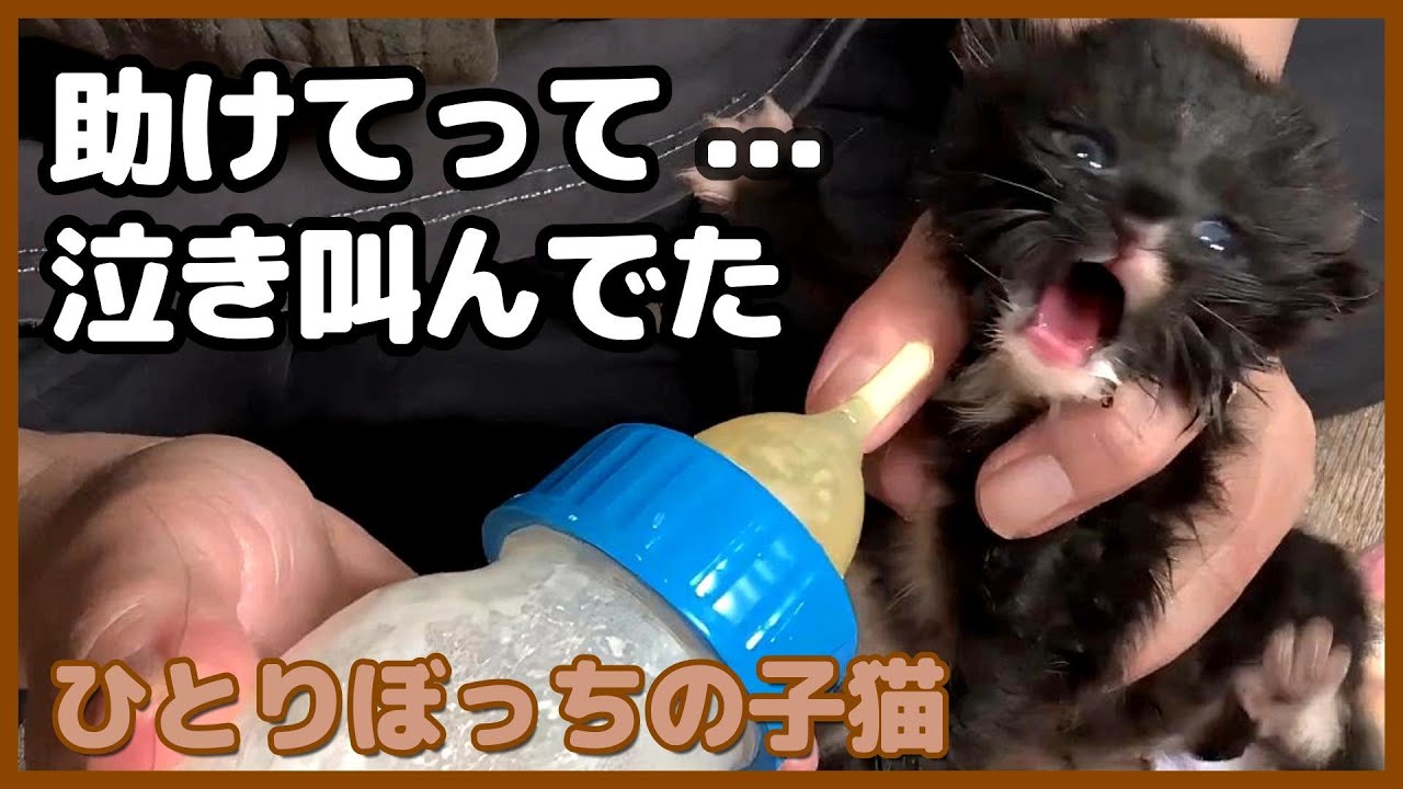 叫び続ける生後約9日の子猫を保護しました【保護猫日記】