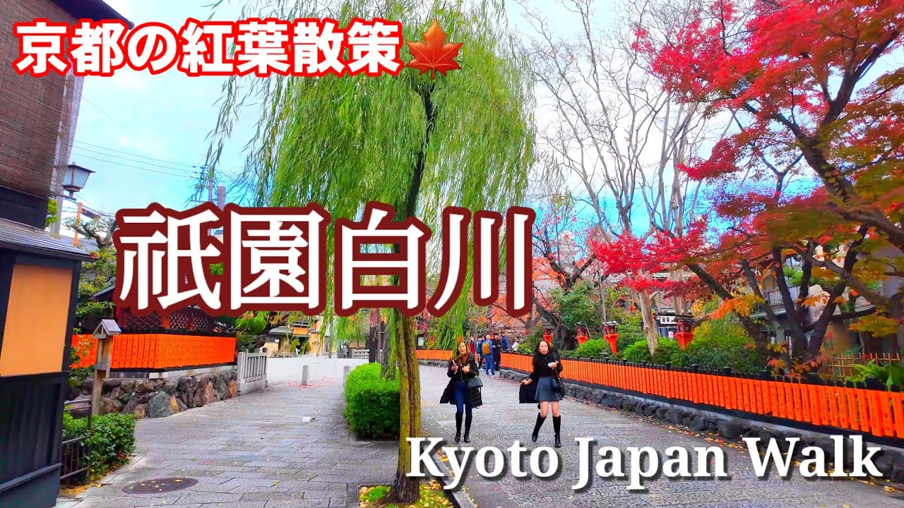 Kyoto Japan Walk/Gion Shirakawa in autumn leaves/November 30 2023