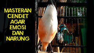 Cendet Stress Pun Akan Nyaut Apalagi Masteran Cendet Pasti Bakal Narung Dijamin