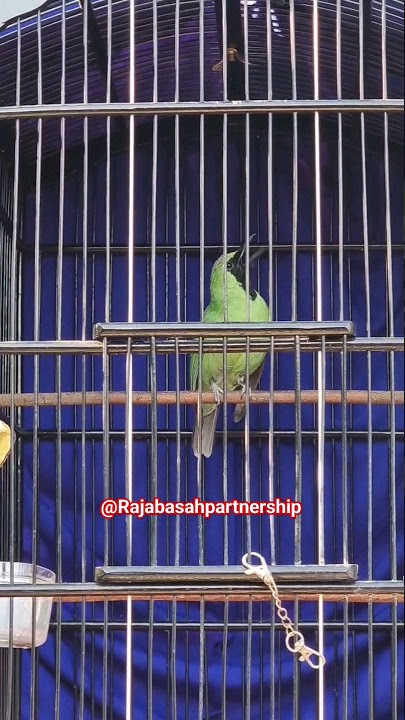 Cucak ijo isian tengkek buto 😎