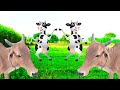 Funny cow dance  cow sound song  cows for watching