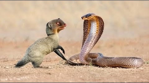 Mongoose: The Story Of An Unlikely Predator |Red White  Wild Animal Documentary