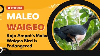 Raja Ampats Maleo Waigeo Bird Is Endangered