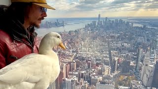 I took my duck to the Empire State Building