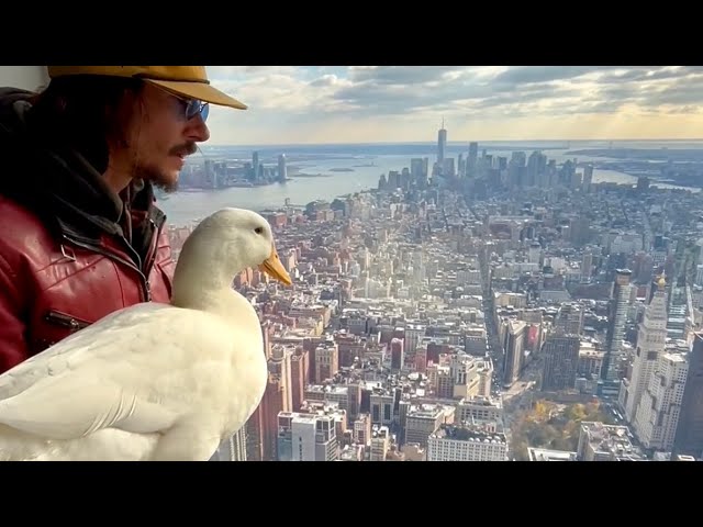 I took my duck to the Empire State Building