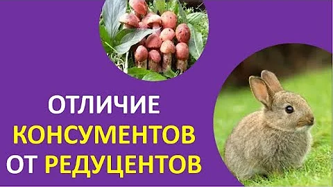 1. Отличие консументов от редуцентов