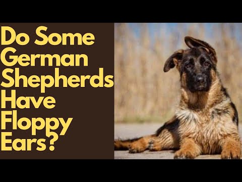 Video: 4 Perkara yang Harus Dilakukan Apabila Anjing Gembala Jerman Anda Tertekan