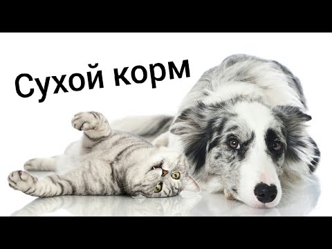 СУХОЙ КОРМ //Вред или польза