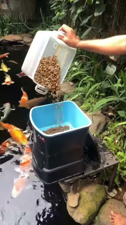 Ngasi makan Ikan Koi
