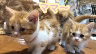 【子猫 マンチカン】ママの後ろをついていく子猫が可愛いすぎた 【子猫 マンチカン】ママの後ろをついていく子猫が可愛いすぎた
