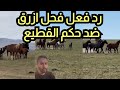 القطيع اصدر حكم الخلاص على المهر الصغير وفحل ازرق يتصدى لهم فى مشهد خارق للطبيعة القطيع اصدر حكم الخلاص على المهر الصغير وفحل ازرق يتصدى لهم فى مشهد خارق للطبيعة