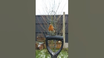 Robin #wildlife #nature #uk #birds #naturelovers #youtubeshorts #youtube #newvideo #robin #beautiful