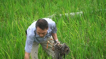 Diệt chuột bơi nước- phá lúa | Vua chuột Quang Thiều