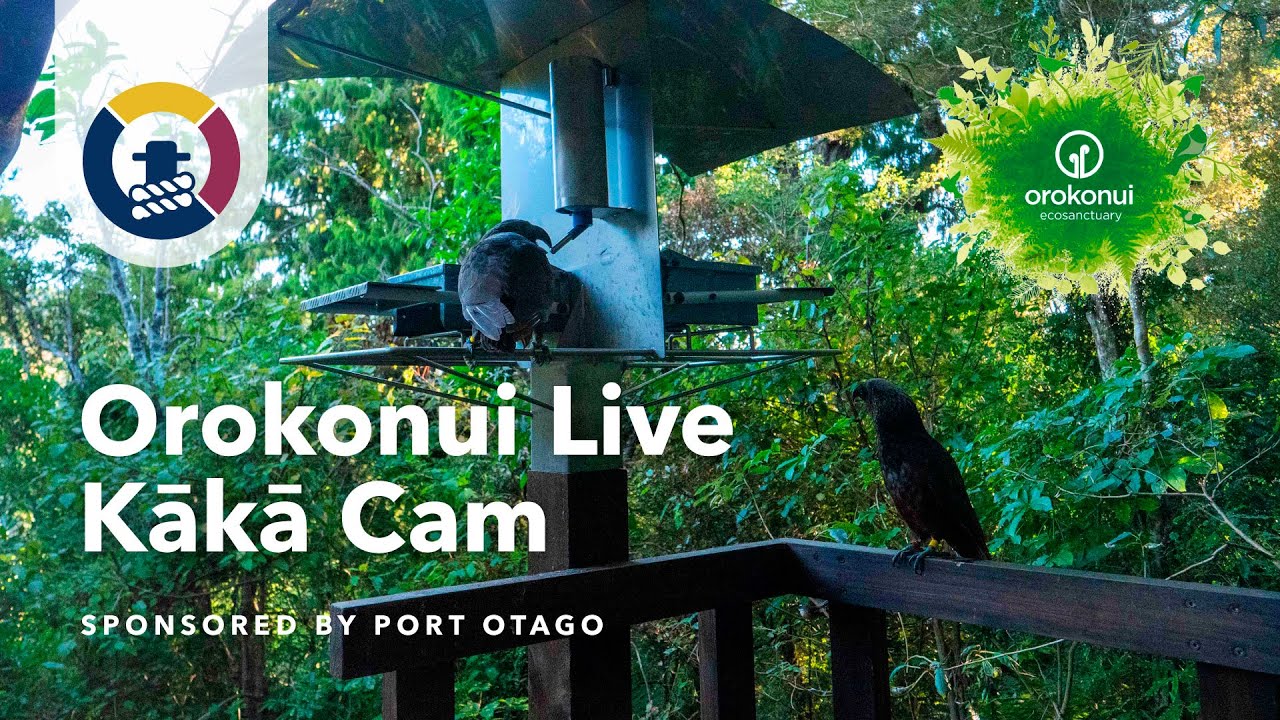 Live Orokonui Kākā Cam – #KākāCam – Orokonui Ecosanctuary | Port Otago