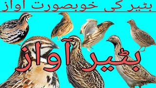 Batair Mast Awaz 2023. Quail sound. mp3 awaz volume 2023 hunting bird.