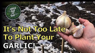 How To Plant GARLIC Even When You Leave It THIS Late!