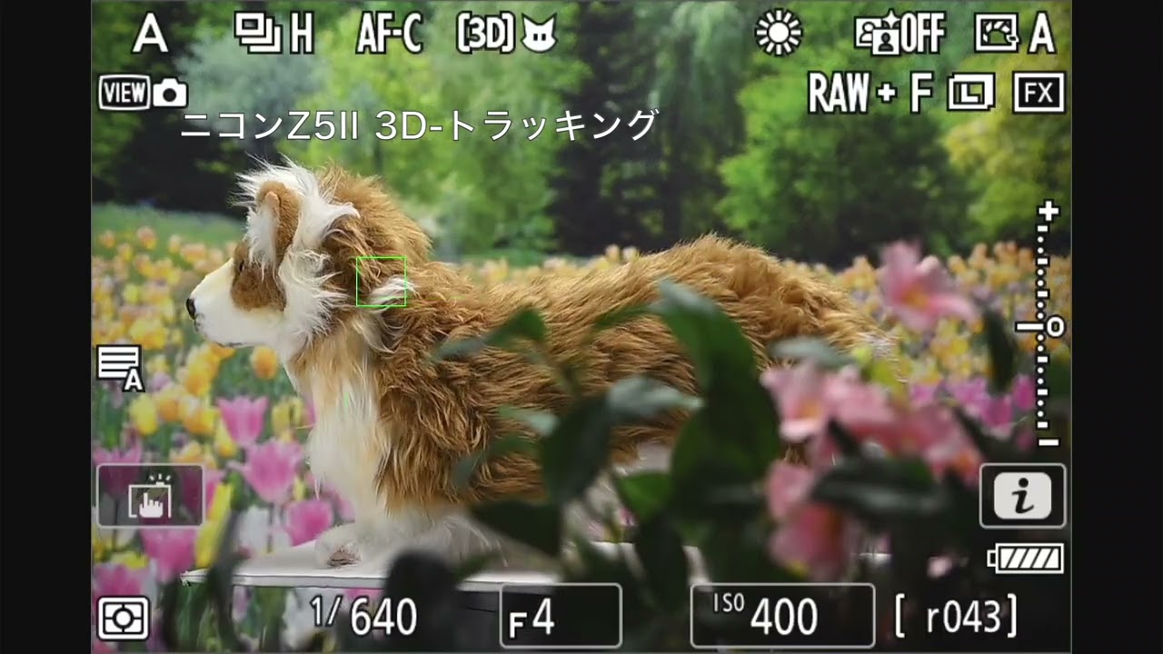 認識AFトラッキング性能比較】ニコン Z5II（動物認識） - YouTube
