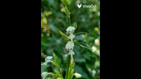 سورة الناس بصوت القارء خليفة الطنيجي