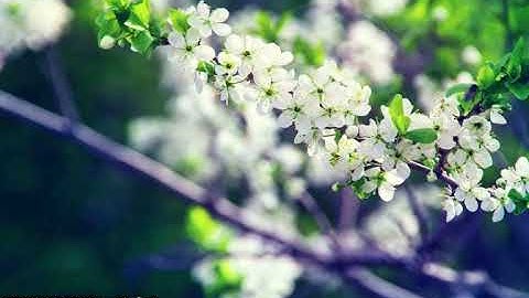 #سورة_الشعراء  بصوت القاري اسامة صبحي حسين #تلاوة #قرآن #القرآن_الكريم #quran #قران #القران_الكريم