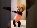 Cat dance #catdance #dogdance #petdance #animaldance #trend #meow #funnydance