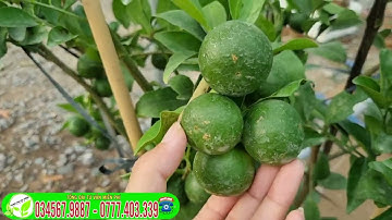 Quýt đường Trồng Chậu Cây Siêu Trái