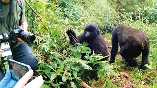 Gorilla Takeover The Lion Whisperer