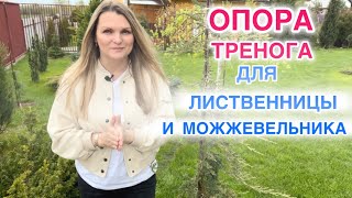 ОПОРА ТРЕНОГА ДЛЯ ЛИСТВЕННИЦЫ ПЕНДУЛА И МОЖЖЕВЕЛЬНИКАВИЛТОНИ.