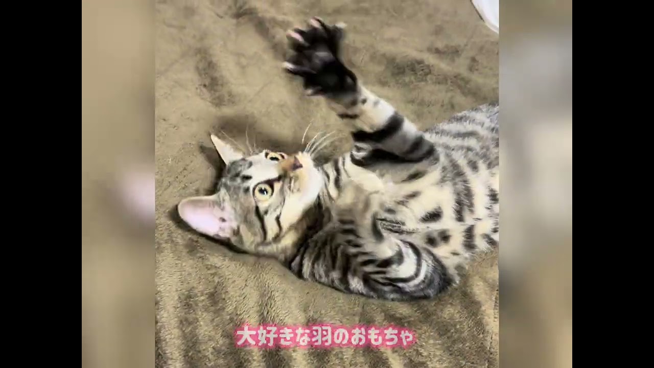 The story of Hachi, the disabled cat who was told she couldn't