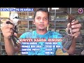 Ready Wambie Mini Lokal Super Kacer Poksai Jambul Samyong Purtot Murai Cililin Dll Kios Aris Mp3 - Mp4 Download