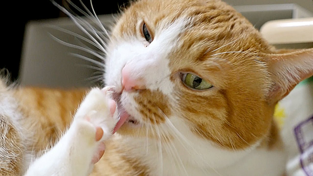 猫カフェ 横浜 甘えん坊 茶トラ猫「マック」〜真剣さが可愛い猫♪ マジ顔で毛づくろいチュー!!! - Cat Grooming. Cute Cat Mac cares for his Pad.