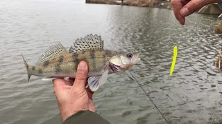 Rodbulder Mate X Ray Armata & Fabio Zeni Soft lures in action screenshot 2