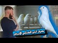 أنواع الكناري الأبيض والطريقة الصحيحة للتزاوج مع أنواع ثانية خاصة للمبتدأيين  