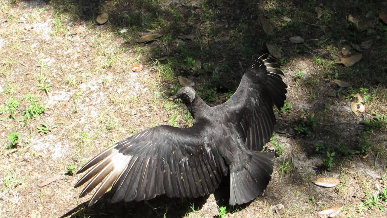Black Vultures with Enormous Wingspan Homosassa Springs Wildlife State ...
