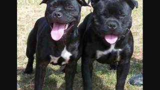 Staffordshire Bull Terrier Carbonarastaff With His Some Kids