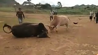 ntsuag nyuj ej txawj kub tiag tiag nrau chob tuag kiag ntawm chaw