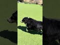 Zoey (MR26-337) video