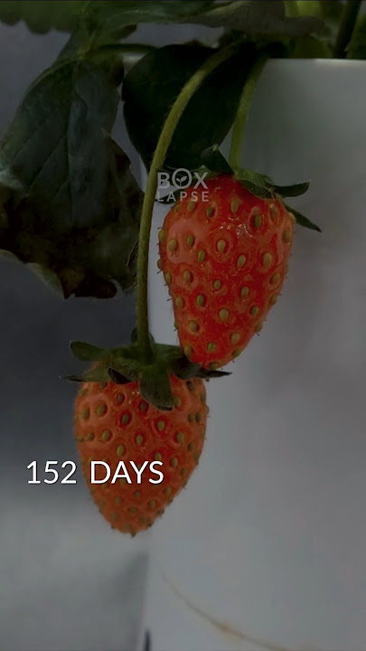 160 hari dalam 32 detik - Timelapse stroberi