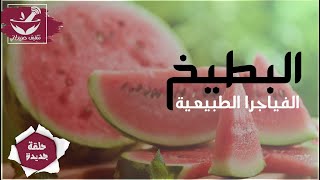 البطيخ 