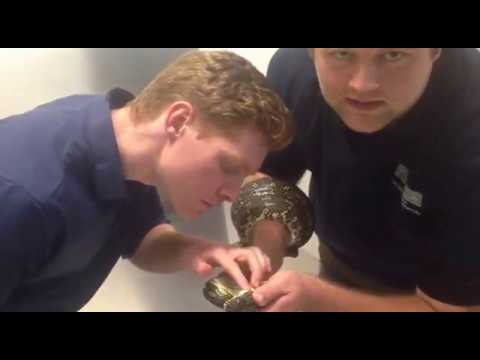 video phone beyonce mp3 Mates With Snakes: Snake Visits The Vets