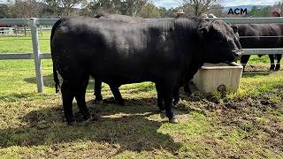 Millah Murrah Angus Sets Breed Record With Nearly Half-A-Million Dollar Bid