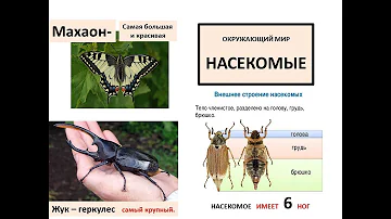 Окружающий мир. Тема: Насекомые