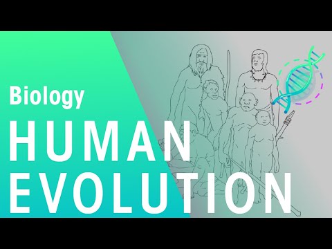 The Evolution of Humans | Evolution | Biology | FuseSchool