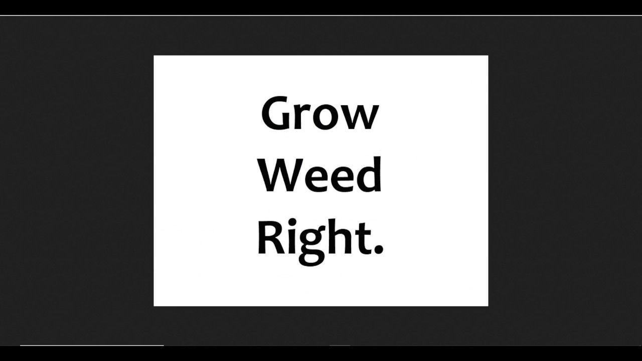 White or Purple LED grow lights Which are better? YouTube