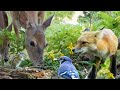 24 7 Weekend Bird Cam Baby Deer And Birds Fox Chipmunks 24 7 Weekend Bird Cam Baby Deer And Birds Fox Chipmunks