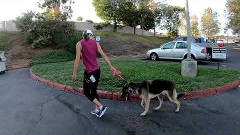 Leash Reactive German Shepherd