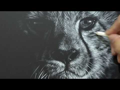 Cheetah drawing by wildlife artist Richard Symonds