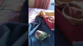 Agaporni primer vuelo 34 días (Lola)