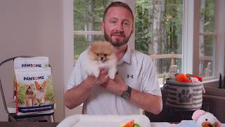 Why Pomeranians Have Such Big Personalities | Pomeranian Puppies for Sale in Ohio